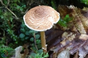 Lepiota castanea (1).jpg_product_product